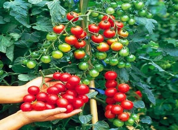 تصویر 1 از خرید گوجه زیتونی گلخانه ای + قیمت عالی باکیفیت